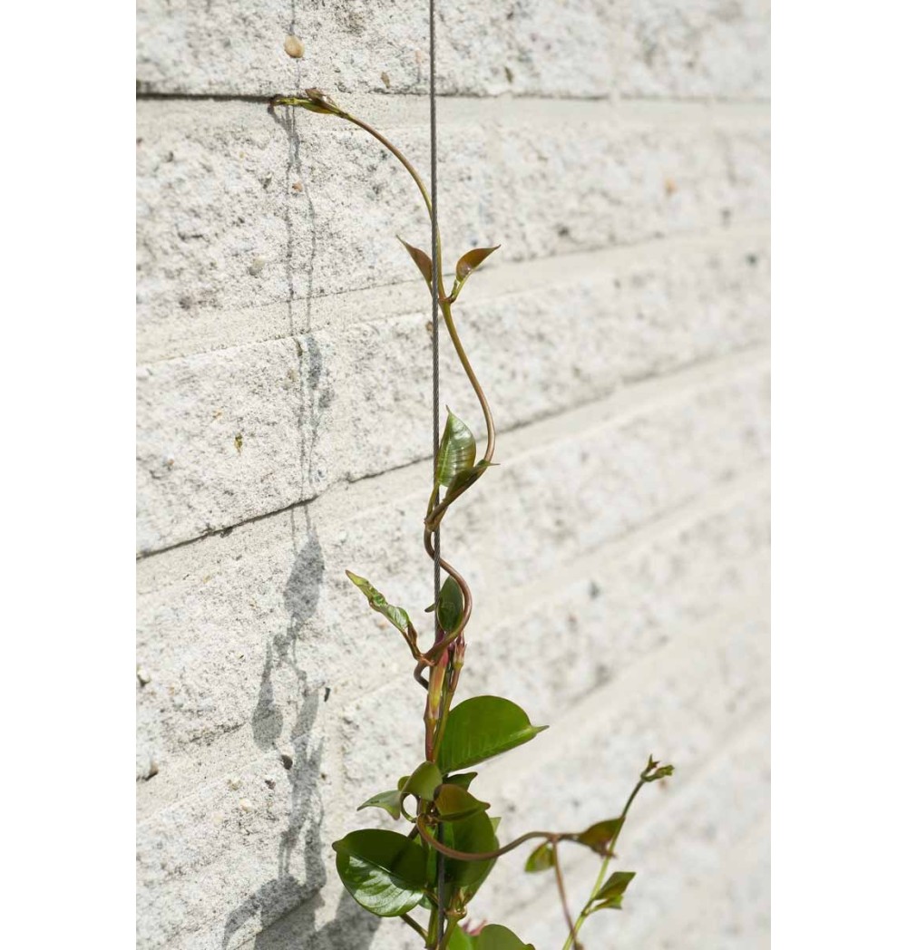 Kit de palissage plantes grimpantes