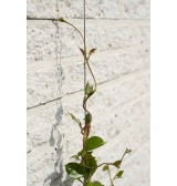 Kit de palissage plantes grimpantes