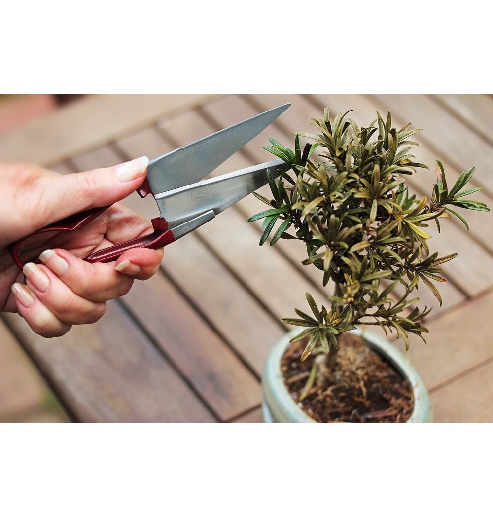 Ciseaux de jardin