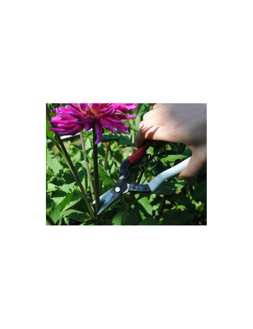 Petit Sécateur IntiMeg - Gamm Vert