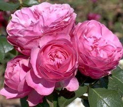 rosier leonard de Vinci